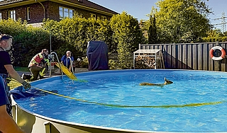 Ein Reh schwimmt in einem privaten Pool in Rellingen. Die anfänglichen Versuche, das Tier per Schleifkorbtrage und Schläuche aus dem Wasser zu bergen, scheiterten. (Foto: Florian Sprenger)
