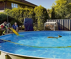 Ein Reh schwimmt in einem privaten Pool in Rellingen. Die anfänglichen Versuche, das Tier per Schleifkorbtrage und Schläuche aus dem Wasser zu bergen, scheiterten. (Foto: Florian Sprenger)