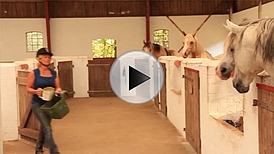 Pferdehof Grynmölle