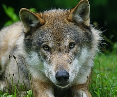 Ein Wolf lief über die Autobahn und wurde von einem Auto erfasst. Dieses Foto zeigt nicht den Wolf, der dabei ums Leben kam, sondern dient als Beispiel. (Symbolfoto: Marcel Langthim auf Pixabay)