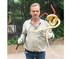 Mit Handschuhen und einem speziellen Haken präsentiert Christian Erdmann, Leiter des Wildtier- und Artenschutzzentrums Klein Offenseth-Sparrieshoop, einen Albin-Tigerphyton. (Foto: Erdmann)