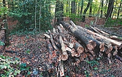 Die Baumstämme lagen nach ersten Informationen im Esinger Waldweg. (Foto: Polizeidirektion Bad Segeberg)
