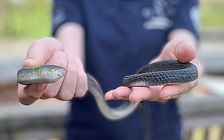 Tierpflegerin Johanna Römermann präsentiert die Gummischlange, die in Heidgraben bei Gartenarbeiten gefunden wurde. (Foto: Erdmann, Wildtier- und Artenschutzzentrum)   