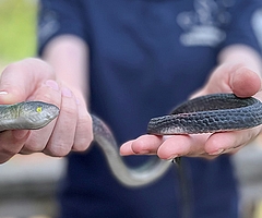 Tierpflegerin Johanna Römermann präsentiert die Gummischlange, die in Heidgraben bei Gartenarbeiten gefunden wurde. (Foto: Erdmann, Wildtier- und Artenschutzzentrum)   