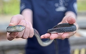 Tierpflegerin Johanna Römermann präsentiert die Gummischlange, die in Heidgraben bei Gartenarbeiten gefunden wurde. (Foto: Erdmann, Wildtier- und Artenschutzzentrum)   