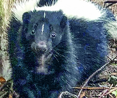 Skunks können ihr extrem riechendes Düsensekret bis zu sechs Meter weit verspritzen. Das in Bremerhaven entdeckte Stinktier wurde mit etwas Ironie auf den Namen „Lavendel“ getauft.  (Foto: Wildtierstation)