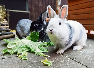 Ausgesetzte Tiere wie zum Beispiel Kaninchen werden nur noch von 8 bis 12 Uhr und 14 bis 18 Uhr angenommen. (Archiv: Frank)