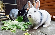 Ausgesetzte Tiere wie zum Beispiel Kaninchen werden nur noch von 8 bis 12 Uhr und 14 bis 18 Uhr angenommen. (Archiv: Frank)