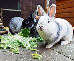 Ausgesetzte Tiere wie zum Beispiel Kaninchen werden nur noch von 8 bis 12 Uhr und 14 bis 18 Uhr angenommen. (Archiv: Frank)