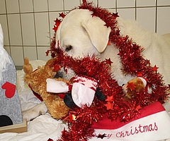 Besucher dürfen die Tiere gern beschenken. (Foto: Tierschutzverein Elmshorn und Umgebung)