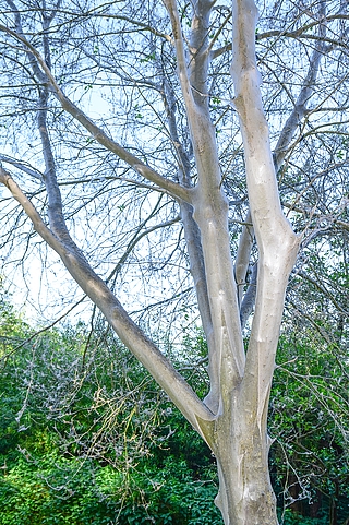 Das Gespinst der Motte schimmert auf den Baumstämmen weiß. (Foto: Frank)