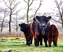 Nicht nur ungewöhnlich anzusehen, sondern auch außergewöhnlich lernfähig: Die Galloways der Nordoer Binnendünen.  (Foto: Stiftung Naturschutz)