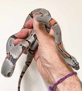Die Graugebänderte Königsnatter ist ungiftig. (Foto: Wildtier- und Artenschutzzentrum Klein Offenseth-Sparrieshoop)