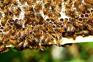 Elmshorn, Amerikanische Faulbrut, Bienen, Sperrbezirk