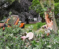 Baumpfleger zerlegen einen dicken Ast einer amerikanische Roteiche im Propstenfeld. (Foto: Frank)