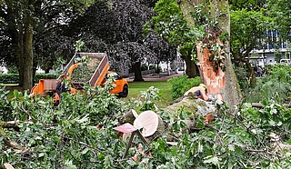 Baumpfleger zerlegen einen dicken Ast einer amerikanische Roteiche im Propstenfeld. (Foto: Frank)