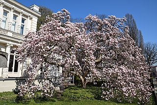 Die Magnolie vor der Weißen Villa steht kurz vor ihrer vollen Blüte. (Foto: Frank)