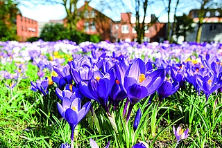 Die Wiese voller Krokusse auf dem Elmshorner Propstenfeld ist in jedem Frühjahr ein Traum. Das soll auch so bleiben. (Foto: Frank)