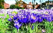 Die Wiese voller Krokusse auf dem Elmshorner Propstenfeld ist in jedem Frühjahr ein Traum. Das soll auch so bleiben. (Foto: Frank)