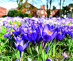 Die Wiese voller Krokusse auf dem Elmshorner Propstenfeld ist in jedem Frühjahr ein Traum. Das soll auch so bleiben. (Foto: Frank)