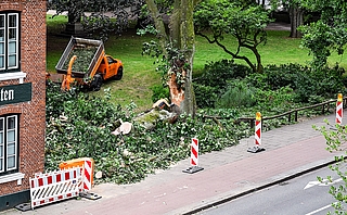 Die Krone einer amerikanischen Roteiche im Propstenfeld wird gekappt. (Foto: Frank)