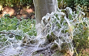Die Gespinstmotte überzieht Baum und Gräser mit ihren Netzen. (Foto: Frank)