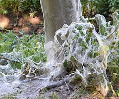 Die Gespinstmotte überzieht Baum und Gräser mit ihren Netzen. (Foto: Frank)