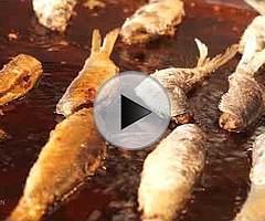 40 Heringstage in Kappeln 2018