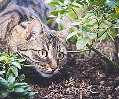 Die Zahl verwilderter Katzen nimmt zu. (Foto: Pixabay)