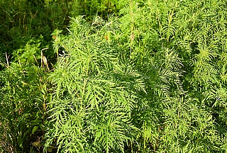 Die Ambrosia-Pflanze breitet sich durch den Klimawandel auch in unseren Breiten aus. (Foto: AOK/ colourbox/hfr.)