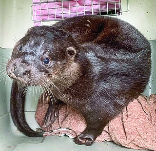 Hat sich bestens erholt: Fischotter „Fiete“ konnte in sein angestammtes Revier zurückgebracht werden. (Foto: Wildtierstation)