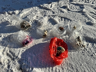 Auffällig sind die blauen Kügelchen auf den Ködern. Tierärzte und ein Anbieter für Schädlingsbekämpfungsmittel bestätigten, dass es sich dabei um Rattengift handelt. (Foto: Musgeld)