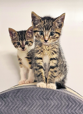 Diese Katzen haben noch einen Platz gefunden. (Foto: Tierheim Elmshorn)