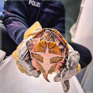 Diese Moschusschildkröte wurde in Elmshorn gefunden. (Foto: Polizei)