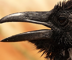 An der Besenbeker Straße in Elmshorn wurden drei tote Krähen entdeckt. (Symbolfoto: Pixabay)